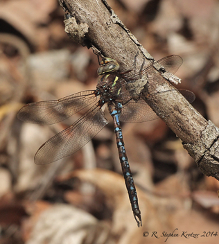 Basiaeschna janata, male